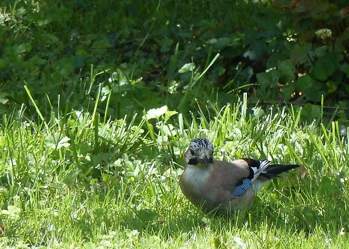 Alojamento de Acomodação e Pequeno-almoço Les Rouges Gorges Lugos
